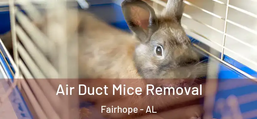  Air Duct Mice Removal Fairhope - AL